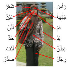 Tanah arab yang tandus menjadi lembah yang subur. Percakapan Bahasa Arab Tentang Anggota Tubuh Badan Manusia