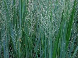 Image result for Panicum repentellum