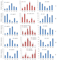 The Expression Correlation Among Grapevine Microrna Vv