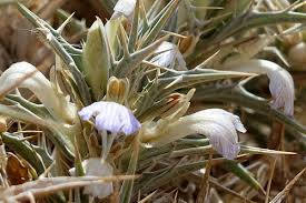 Image result for Blepharis integrifolia