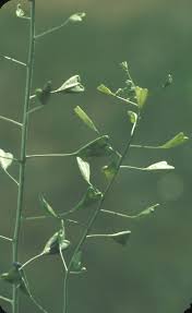 Image result for Capsella