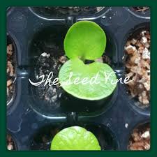 We did not find results for: Nyctanthes Arbor Tristis Night Flowering Jasmine The Seed Vine