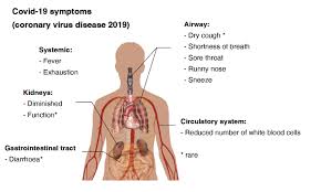 432 220 просмотров 432 тыс. Affected Organs On The Human Body By Sars Cov 2 Infection And Covid 19 Worlddidac
