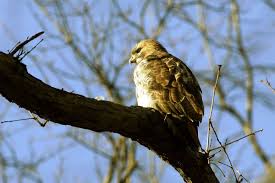 Odds Are A Hawk Wont Steal Your Pet But You Should Still