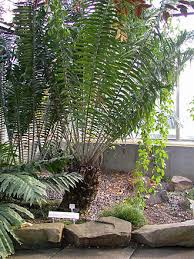 Image result for Encephalartos gratus