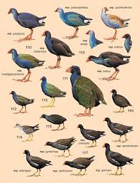 Birds Of The Bahamas Field Guide Plate 17 Of Volume 3 Lynx Edicions Carteles De Animales Pinturas De Aves Aves