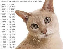 Insan Ile Ilgili Olarak Kedi Yasi Kisiyle Ilgili Olarak Kedinin Yasi