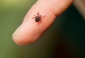 A bug spray that is packaged in an aerosol spray is a very good choice for pest control as it offers you a twofold approach to bug extermination. How To Get Rid Of Ticks Updated For 2021