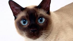 Canada's healthcare system pays for basic healthcare services, including doctor visits and there are several different types of health insurance available in canada, some of which may be more or less relevant to you depending on your stage in life. Tonkinese Cats Pet Health Insurance Tips