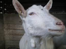 Nu are niciun fel de avantaj fata de laptele de vaca, are si el carente de fier, iar. Capra Nobila Germana Alba Natura