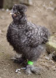 Het project is gebouwd op vijf zuilen.de nederlandstalige versie startte op 19 juni 2001 en is, gemeten naar het aantal lemma's, met meer dan 2 miljoen artikelen de op vijf na grootste taalversie. Usa Silkie Cuckoo Amerikaanse Zijdehoender Koekoek Www Amerikaanse Zijdehoen Be Chickens Silkies Live Chicken