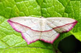 Image result for Timandra comae