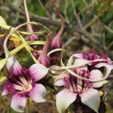 Image result for Strophanthus luteolus