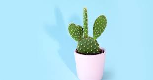 Department of agriculture plant hardiness zones 9 and 10, the pale green stems of this epiphytic cactus reach lengths. Do Cactuses Clean The Air