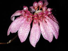 Image result for Bulbophyllum burttii