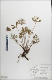 Image result for Actiniopteris radiata