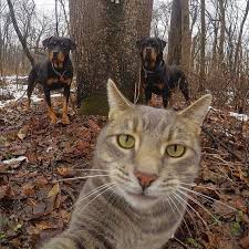 W Weirdbeard The Cat Gopro Cats Silly Animals Pet Dogs Puppies
