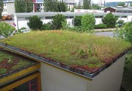 Finde diesen pin und vieles mehr auf gartenhaus von ymg. Pin Auf Dachbegrunung