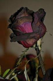 Pin By Barbara Jautz Zach On Lorenita Roses Wilted Rose Wilted Flowers Dying Flowers