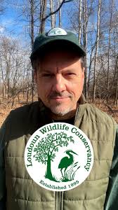 Want to learn about wildlife work in Windham County? We are hosting a,  "Working for Wildlife Webinar" to explore habitat restoration in our  waterways and how you can get involved. @vermontlandtrust and @