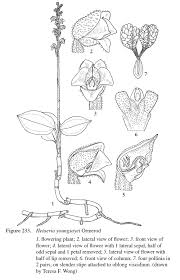 Image result for Hetaeria