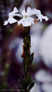 Image result for Chascanum