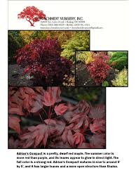 Too much light can damage delicate leaves. Maple Book Pdf Maple Leaf