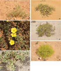 Image result for Zygophyllaceae