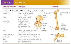 This framework consists of many individual bones and cartilages. Https Www Coralspringscharter Org Ourpages Auto 2014 9 2 46022174 Notes 20skeletal 20system Pdf Rnd 1461059046017