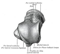 There are numerous bones located in the foot. Talus Physiopedia