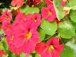 See Our List Of Edible Flowers You Can Eat Which Are Also Good For Healing And Health Edible Flowers List Of Edible Flowers Nasturtium