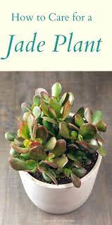 How To Care For A Jade Plant Natalie Linda Jade Plant Care Jade Plants Jade Succulent