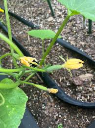 Image result for how to self pollinate cucumbers