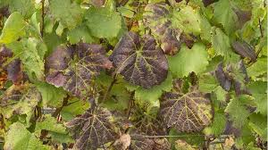 Image result for Grapevine leafroll virus