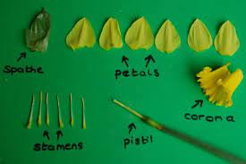 Posts About Daffodil Dissecting On Mini Gardeners Daffodils Daffodil Flower Flower Anatomy