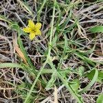 Image result for Cucumis ficifolius