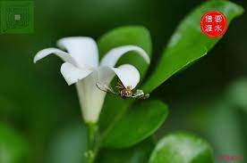 pin on ven jieben