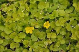 Image result for Lysimachia djalonis