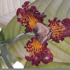 Image result for Xylopia lukei