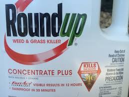 Does spraying roundup on only the leaves really kill the whole plant? Epa Says Glyphosate Safe To Use Probably Not Carcinogenic 2020 01 30 Agri Pulse Communications Inc
