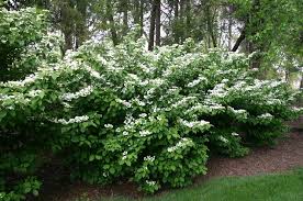 Le fresie sono fiori bianchi profumati che non dovrebbero mancare in nessun giardino. Viburno Viburnum Viburnum Piante Da Giardino Viburno Viburnum Arbusti