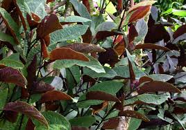 Image result for Clerodendrum toxicarium