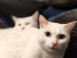 What light colored cat breeds are available for adoption?