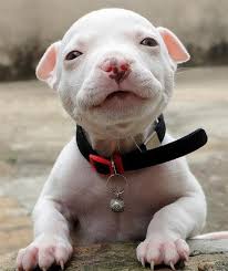 Victoria Secret Original Gift Card Http P Interest In Pitbull Puppy Jalfredkatie Cok Sirin Hayvanlar Pitbull Komik Hayvanlar