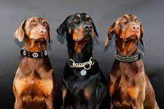 Doberman Online Store Dobermanstore - Profile Pinterest