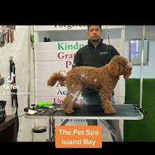 Perfectly nestled between our pristine, private gulf of mexico beaches and the natural beauty of pine island sound, 'tween waters island resort & spa uniquely combines historic charm, luxury amenities, pure relaxation, and adventurous recreation in the best captiva island vacation destination. The Pet Spa Home Facebook