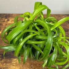 Image result for Chlorophytum galpinii