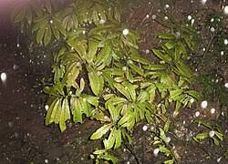 Image result for Elatostema welwitschii