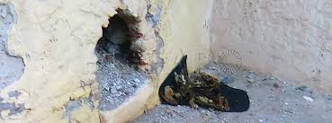 Gato Muerto A La Vista El Faro De Melilla