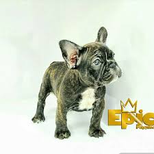 Best quality puppies in town! Epic Puppies Miami 1 786 703 6590
